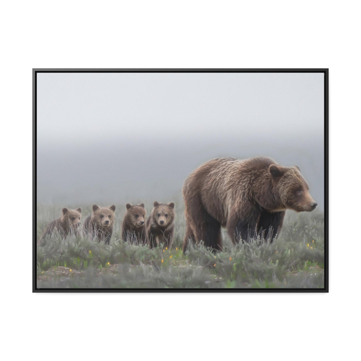 "Grizzly 399" Framed Canvas