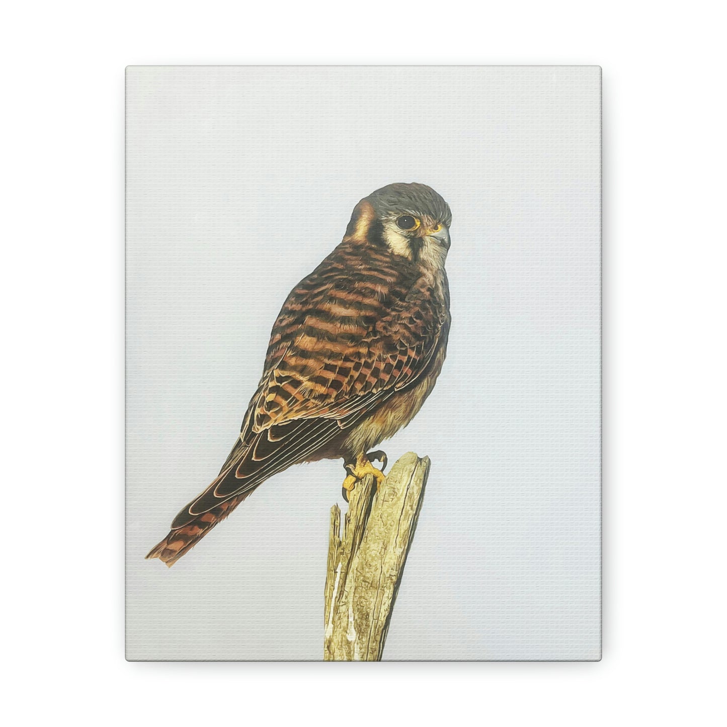 "Kestrel" Stretched Canvas