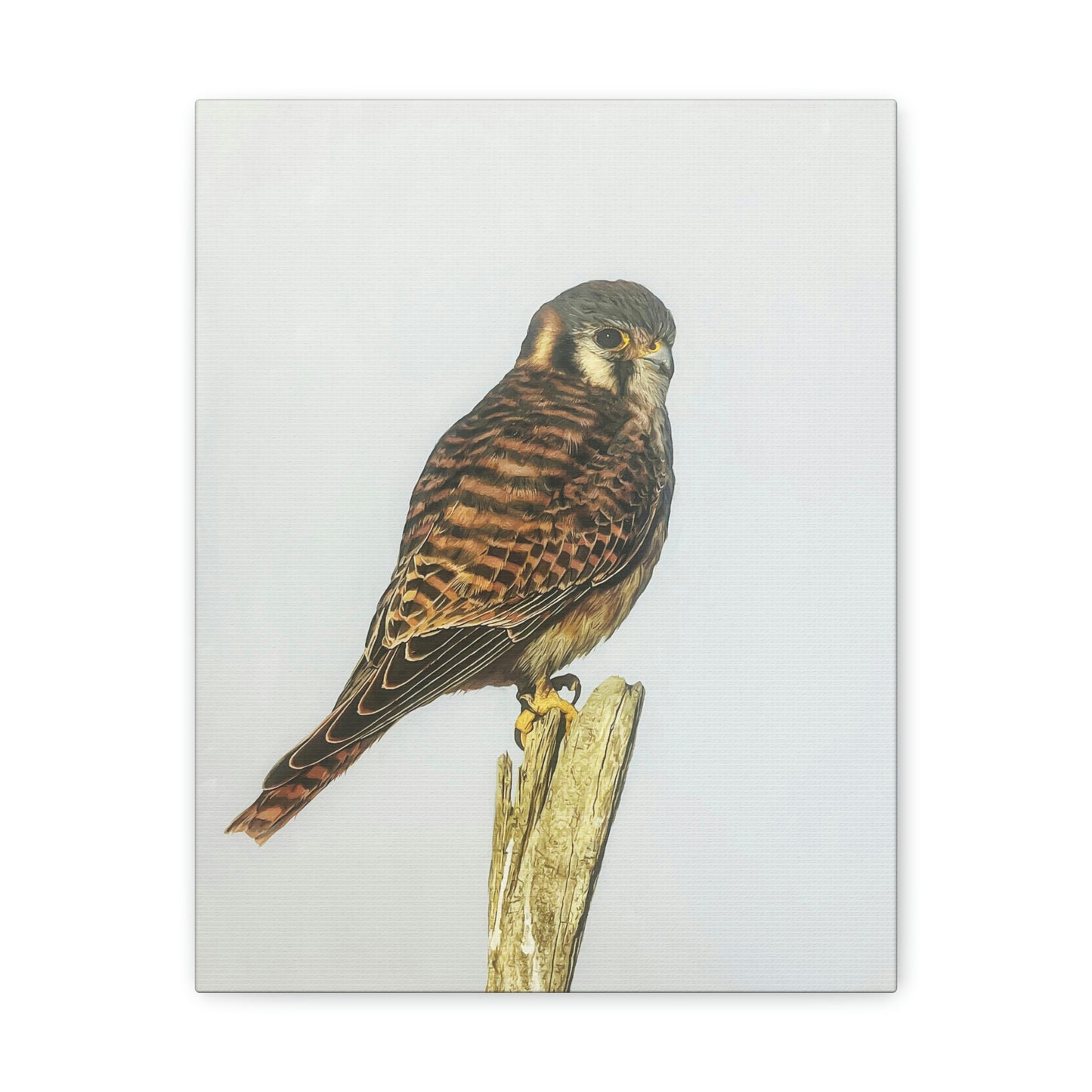 "Kestrel" Stretched Canvas