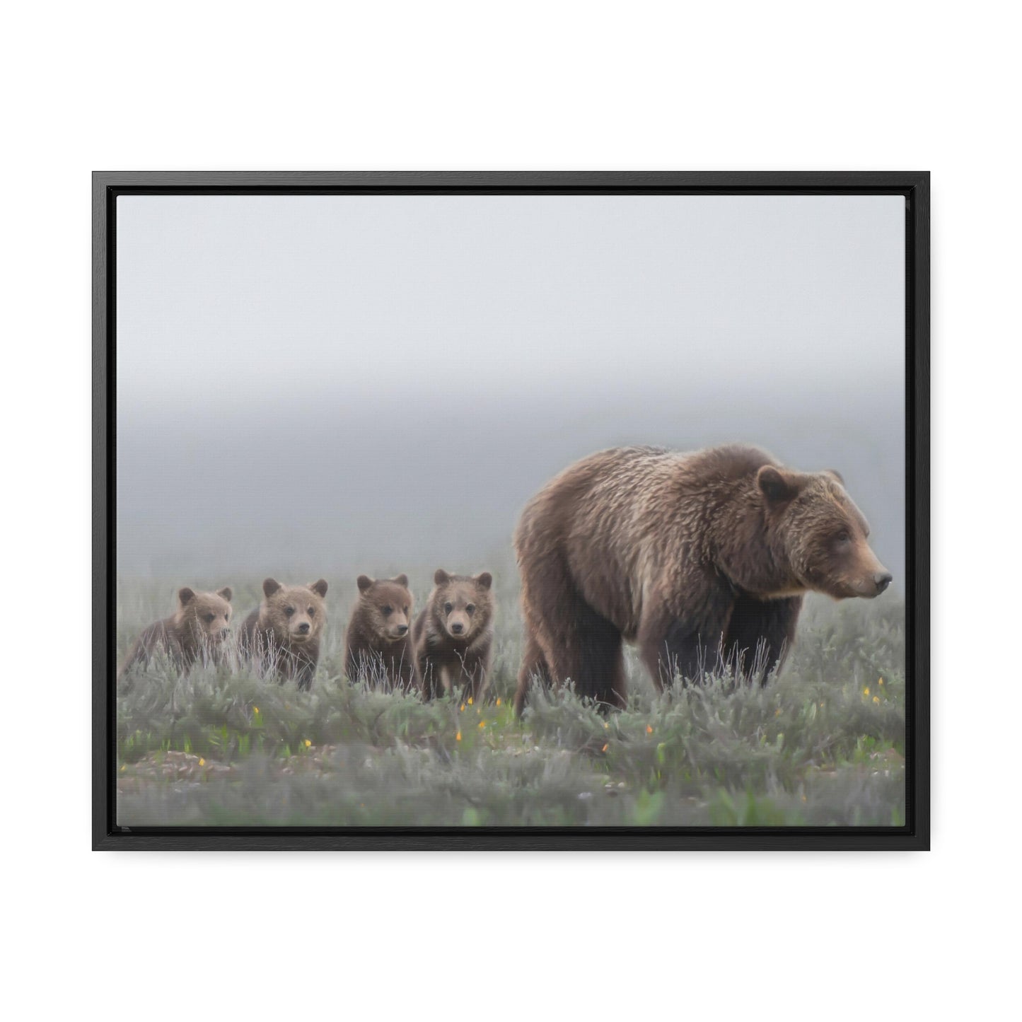 "Grizzly 399" Framed Canvas