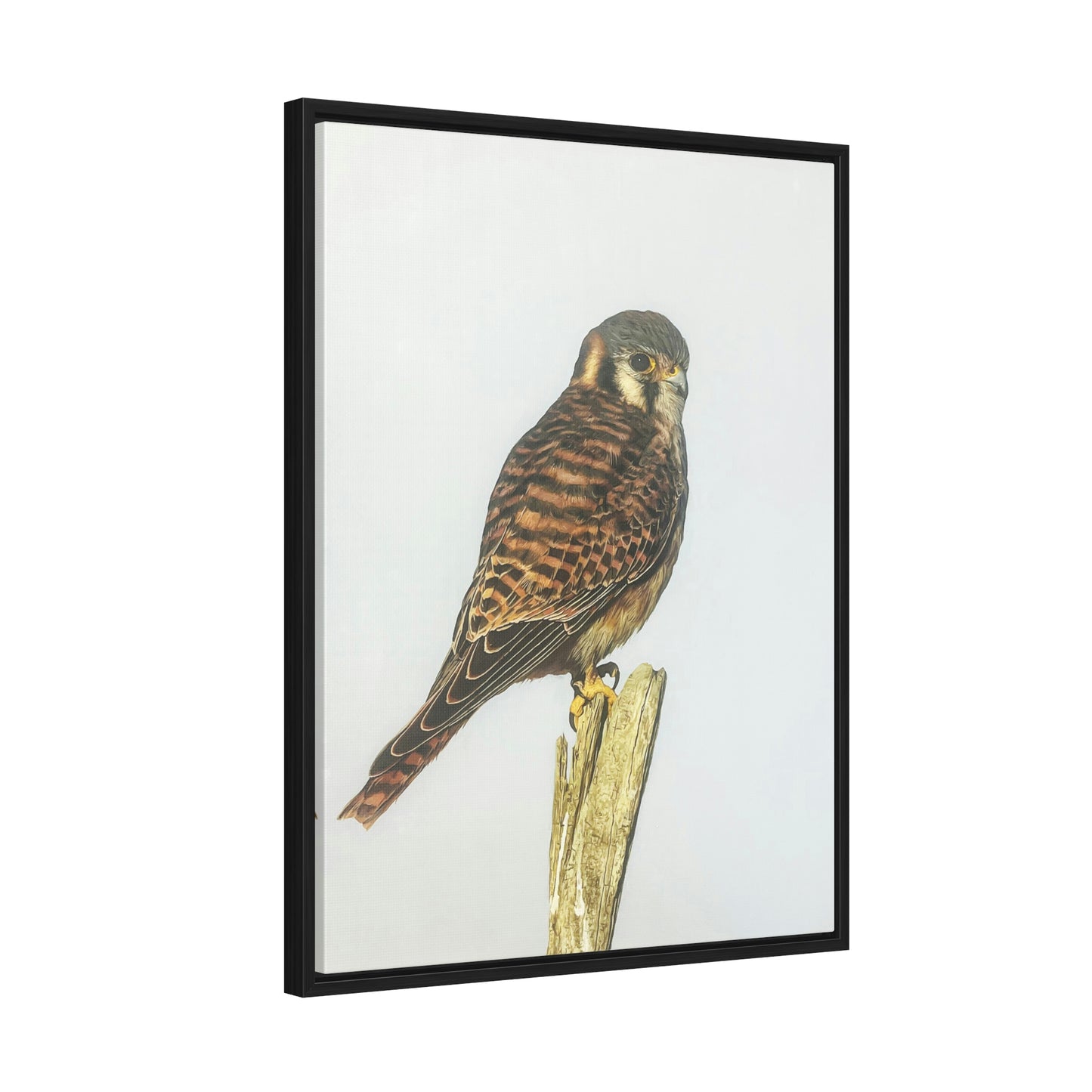 "Kestrel" Framed Canvas