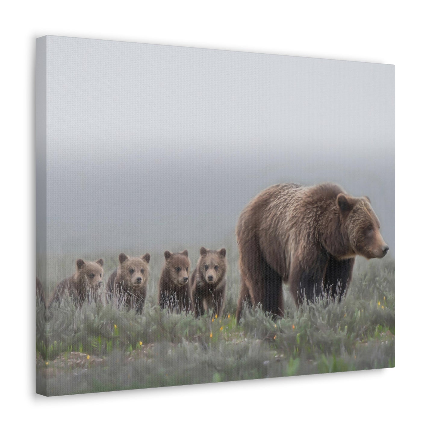 "Grizzly 399" Stretched Canvas