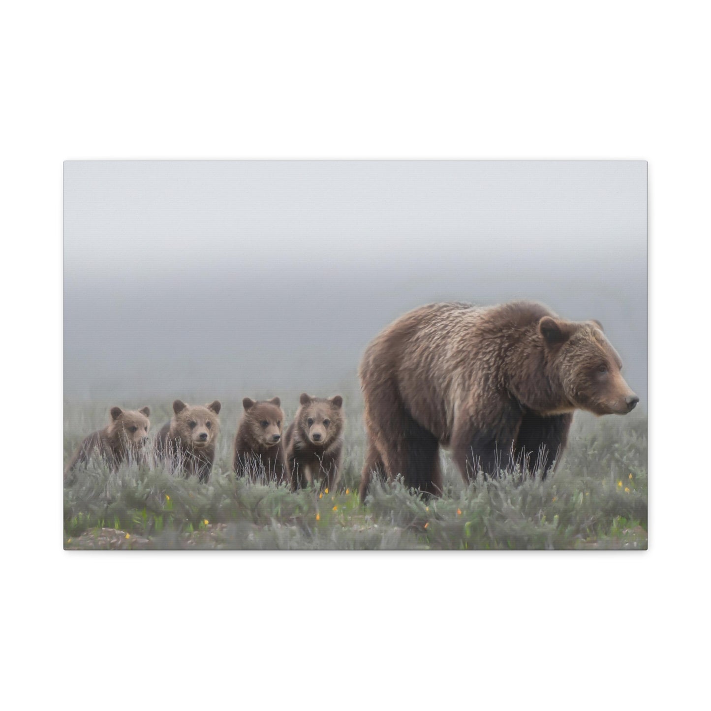 "Grizzly 399" Stretched Canvas